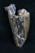 Partial Tyrannosaurid Tooth - Montana #9977-1